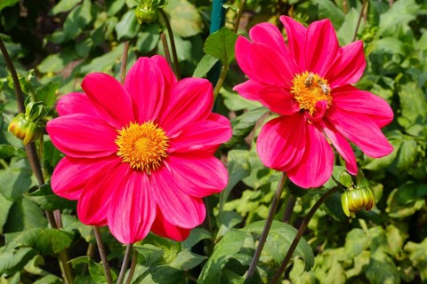 Flowering dahlia