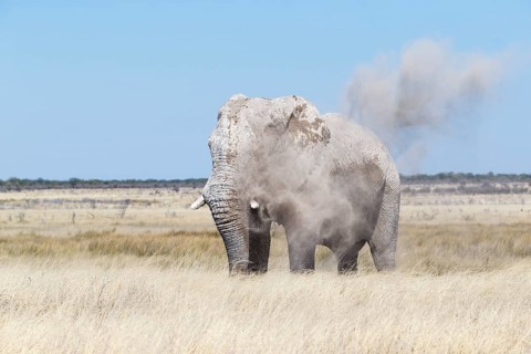 African elephant