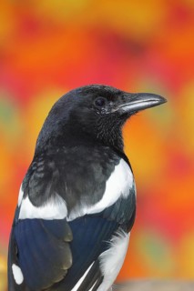 European magpie