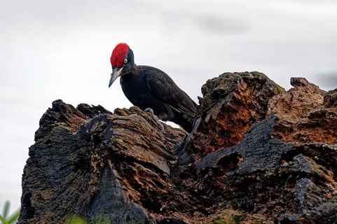 Black woodpecker