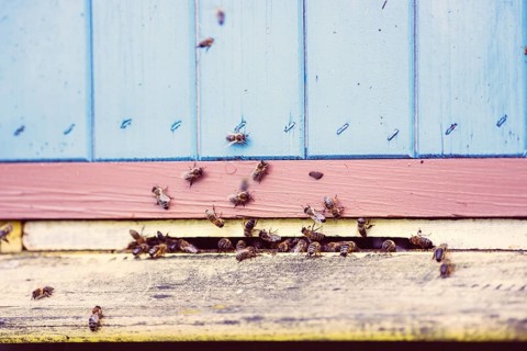 Bees