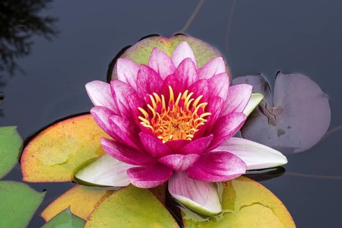 Water lily