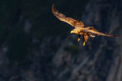 White-tailed eagle