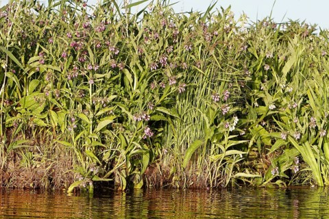 Comfrey