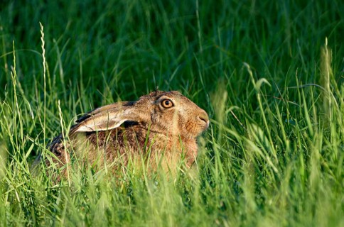European brown hare