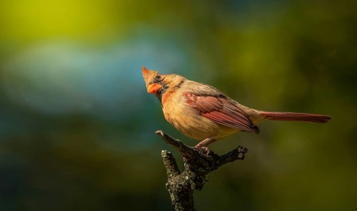 Small bird posing on a twig with blur background