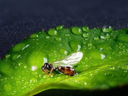 Ant male brown black carpenter ant