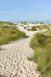 Foredunes at the beach section Nebel