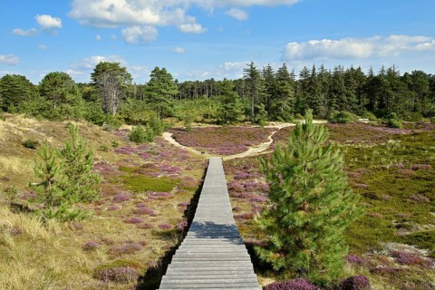 Boardwalk on the Sueddorf viewing dune