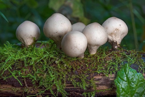 Pear-shaped puffball