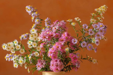 Autumn asters