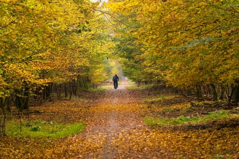 Mountain biker in autumn forest
