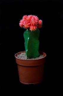Grafted cactus