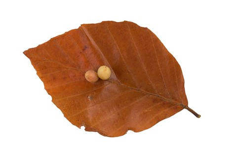 Beech gall midge