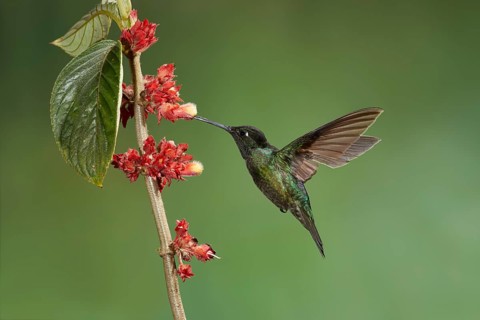 Violet-crowned Hummingbird