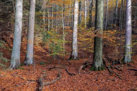 Autumn at the mountain stream La Hoegne