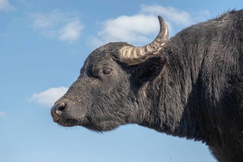 Close-up portrait of herd of Water buffalo