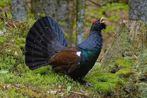 Western capercaillie