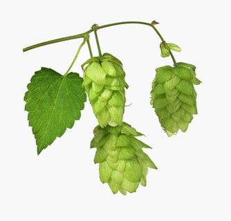 Common hop