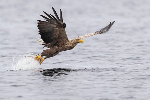 White-tailed eagle