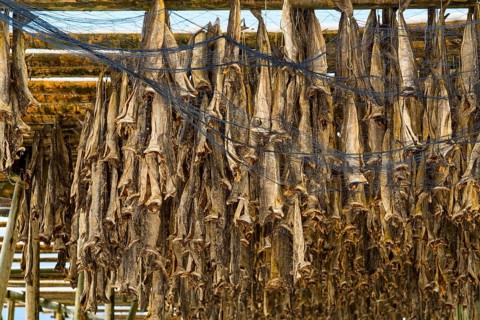 Cod stockfish drying on rack