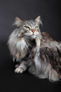 Maine coon cat
