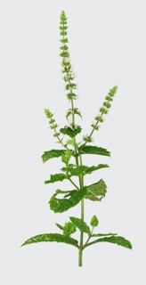 Curled mint