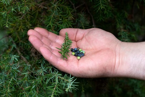 Common juniper