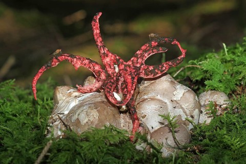 Octopus stinkhorn