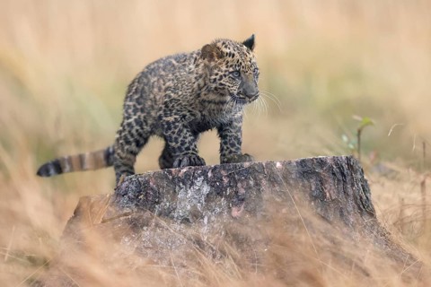 Indian indian leopard