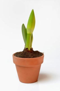 Drifting bud of an amaryllis
