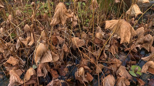 Withered lotus