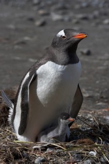 Gentoo penguins