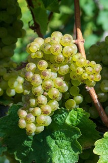 Grapes