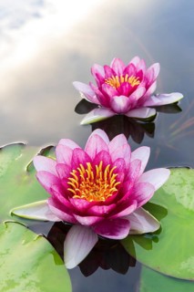 Water lily