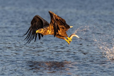 White-tailed eagle
