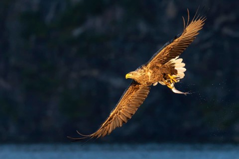 White-tailed eagle