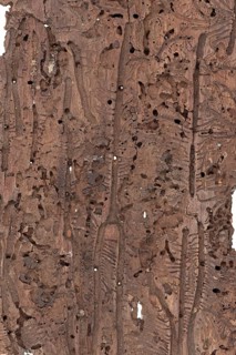 Bark beetle