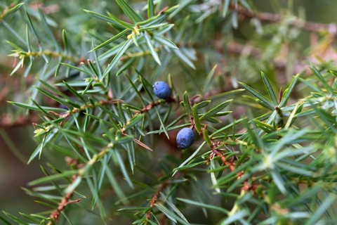 Common juniper