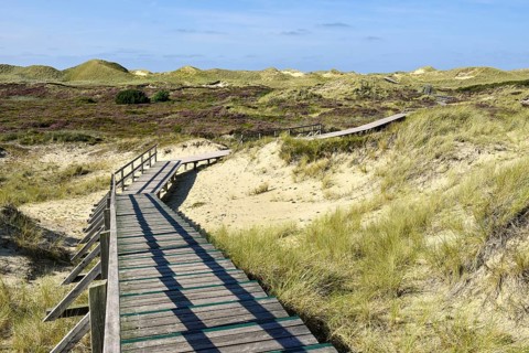 Boardwalks with trefoils in the dune area near Norddorf