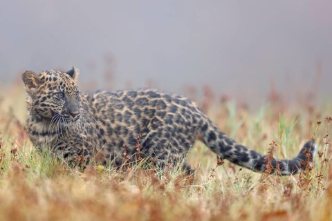 Indian indian leopard