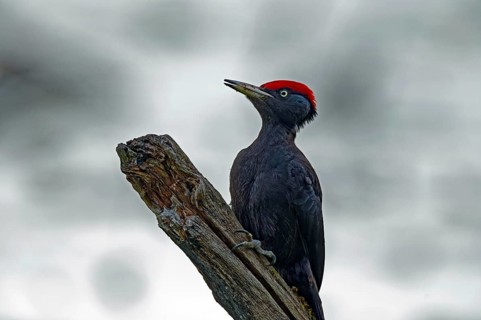 Black woodpecker