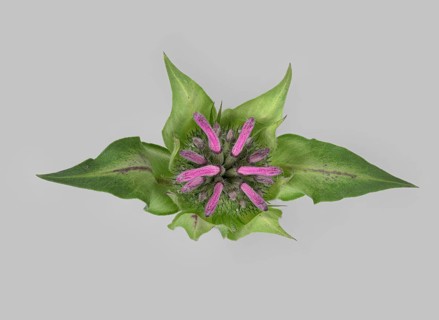 Bee balm hybrid