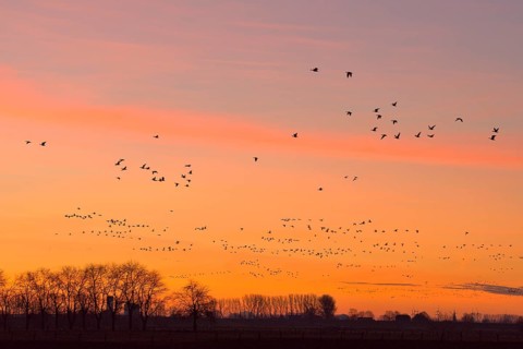 A flock of wild geese flies in the dawn over Bislicher Insel