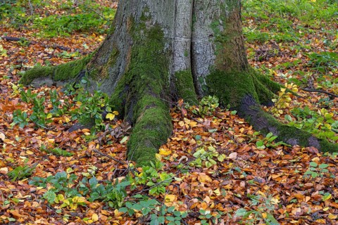 Beech root