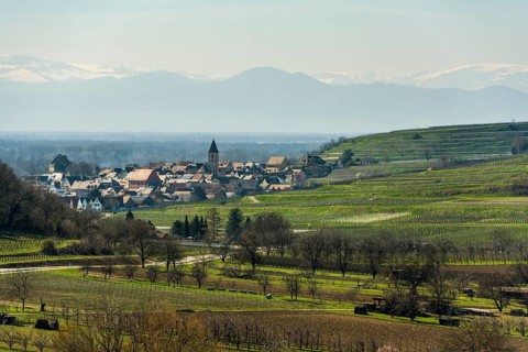 Vineyards in spring