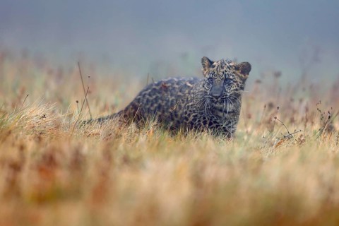 Indian indian leopard