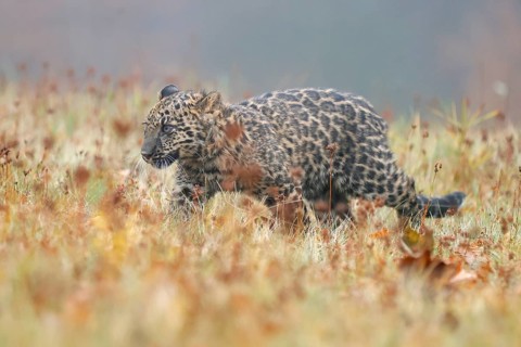Indian indian leopard