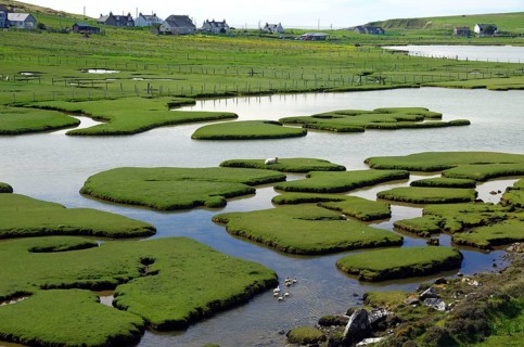 Waterfowl in a tidal landscape with small islands