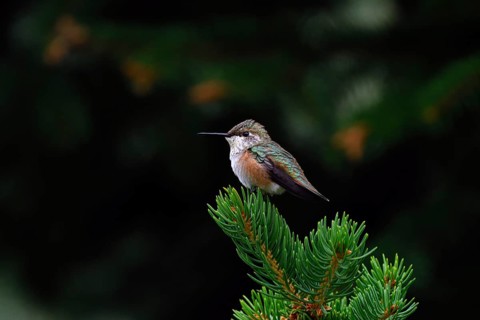 Red-backed Cinnamon Hummingbird